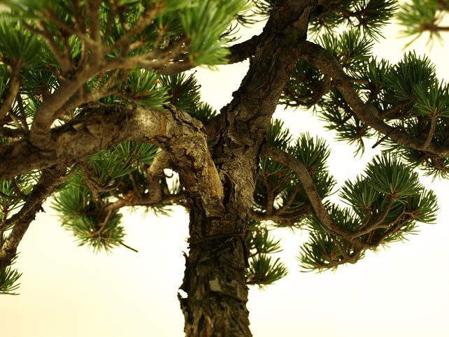 五葉松盆栽 双幹 枝周り