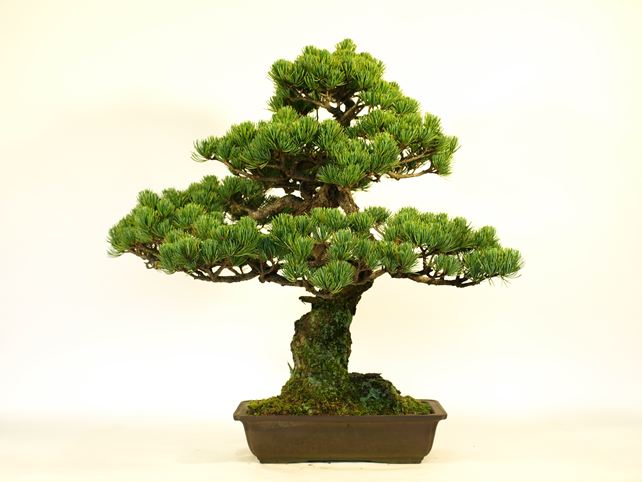 五葉松盆栽 模様木 背面