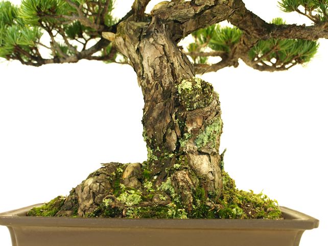 五葉松盆栽 模様木 根元拡大