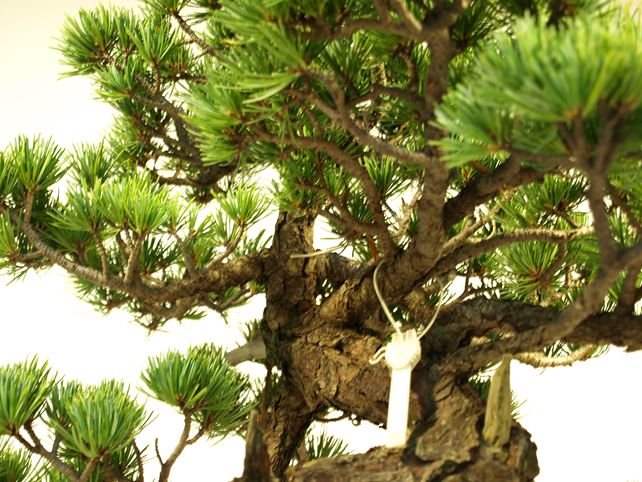 五葉松盆栽 模様木 枝周り