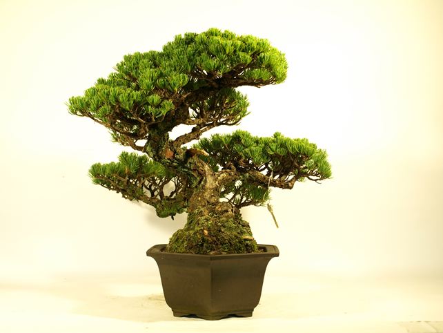 五葉松盆栽 懸崖 左面