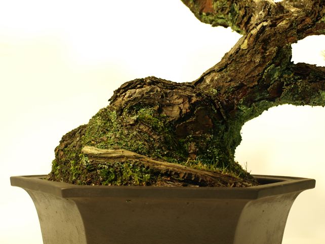 五葉松盆栽 懸崖 根元拡大