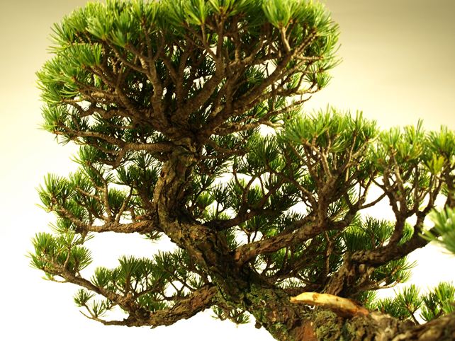 五葉松盆栽 懸崖 枝周り