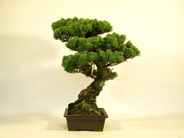 五葉松盆栽 模様木 右面