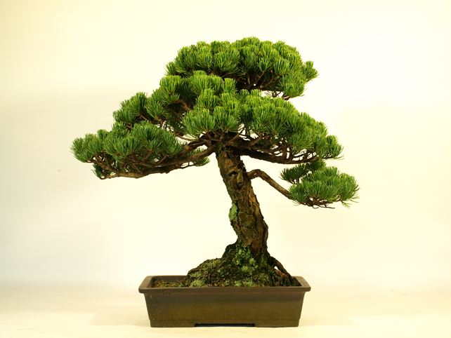 五葉松盆栽 模様木 背面