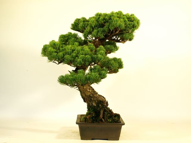 五葉松盆栽 模様木 左面