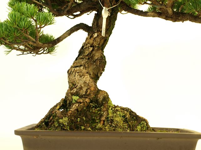 五葉松盆栽 模様木 根元拡大