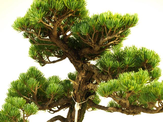 五葉松盆栽 模様木 枝周り