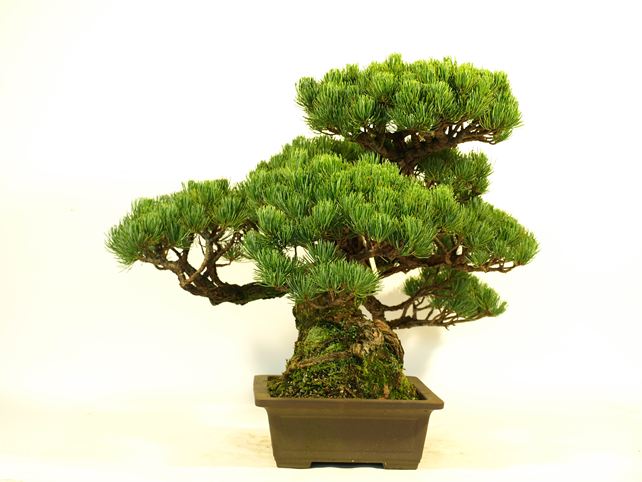 五葉松盆栽 模様木 左面