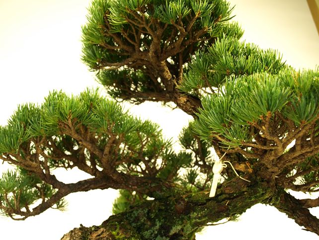 五葉松盆栽 模様木 枝周り