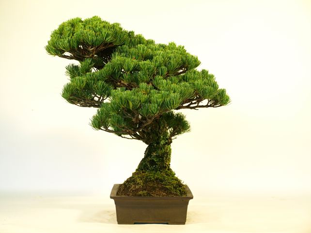 五葉松盆栽 模様木 右面