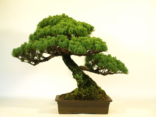 五葉松盆栽 模様木 背面