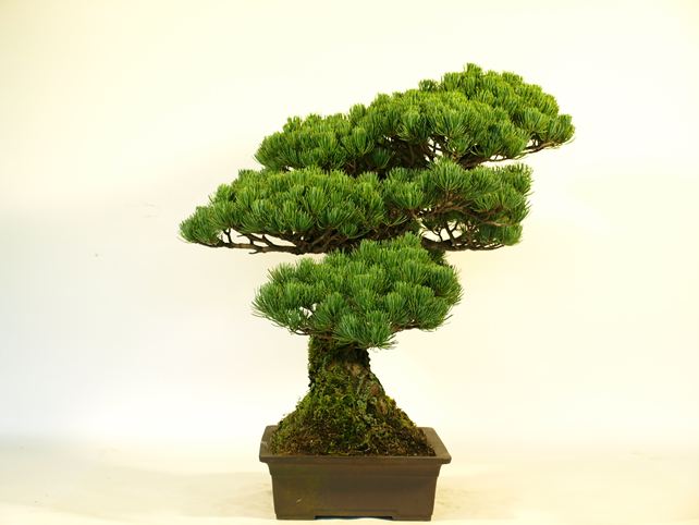 五葉松盆栽 模様木 左面
