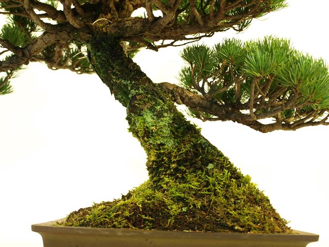 五葉松盆栽 模様木 根元拡大