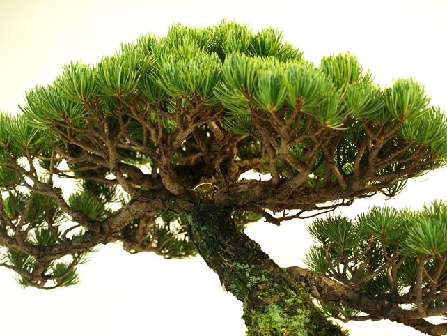 五葉松盆栽 模様木 枝周り