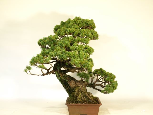 五葉松盆栽 模様木 左面