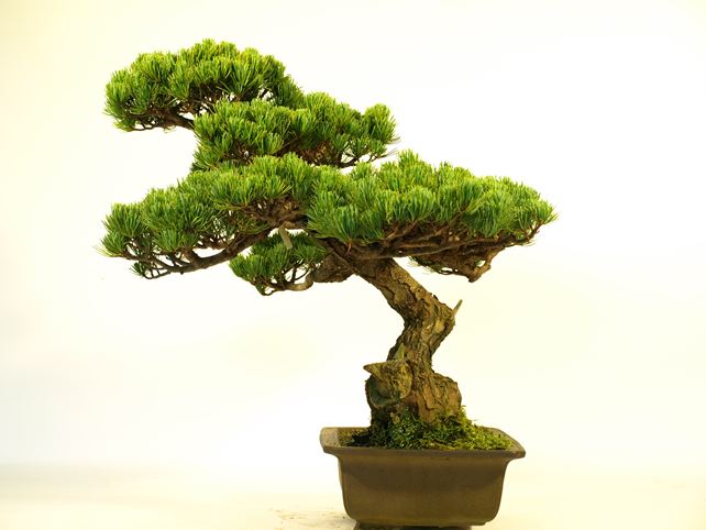 五葉松盆栽 模様木 右面