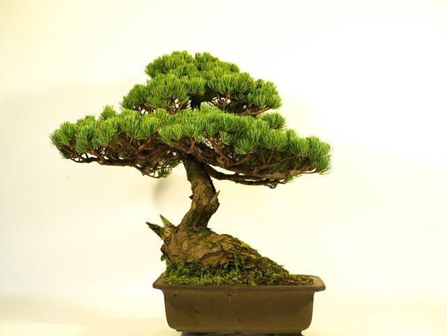 五葉松盆栽 模様木 背面