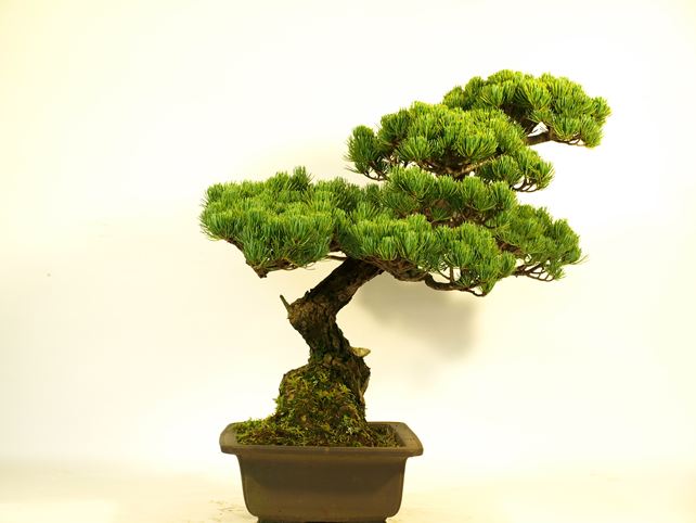 五葉松盆栽 模様木 左面