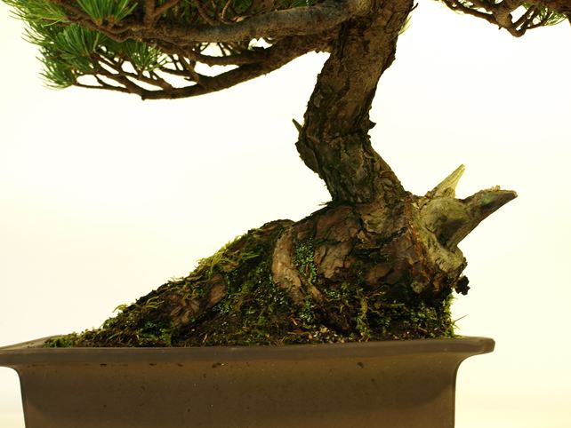 五葉松盆栽 模様木 根元拡大