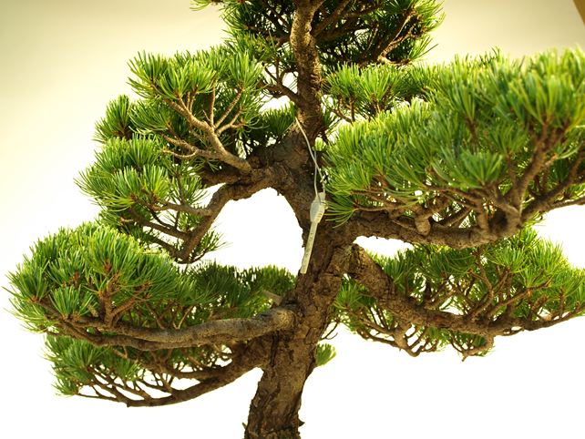 五葉松盆栽 模様木 枝周り