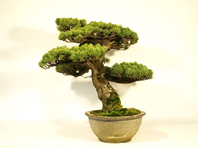 五葉松盆栽 模様木 右面
