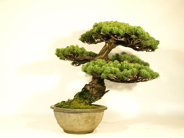 五葉松盆栽 模様木 背面