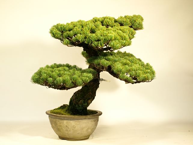 五葉松盆栽 模様木 左面