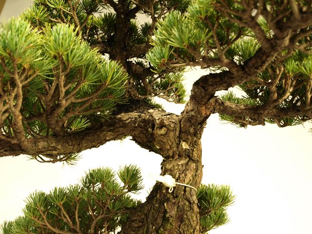 五葉松盆栽 模様木 枝周り