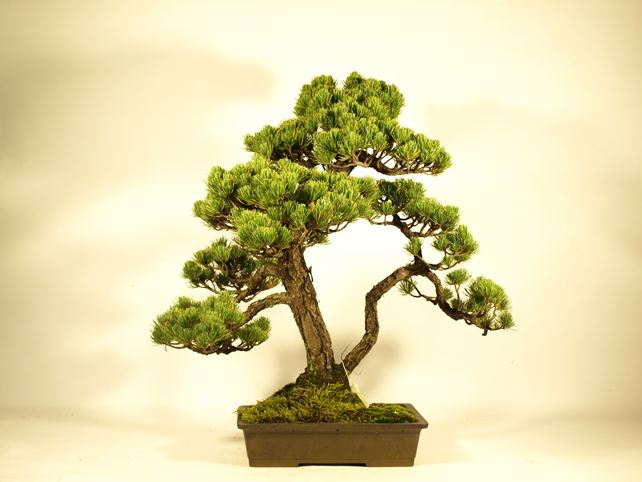 五葉松盆栽 双幹 背面