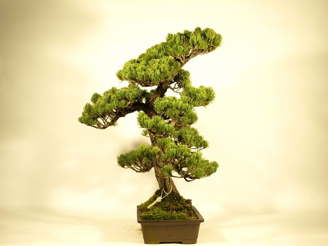 五葉松盆栽 双幹 左面