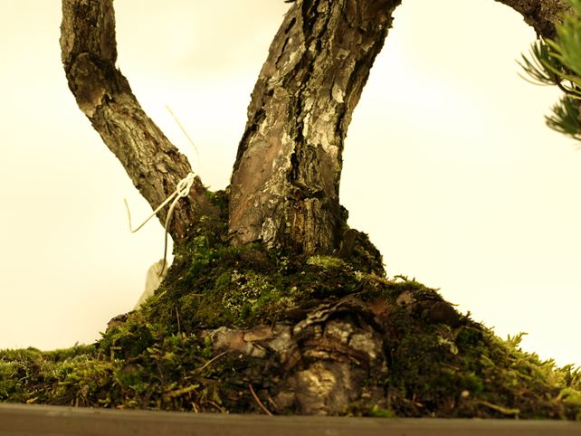 五葉松盆栽 双幹 根元拡大