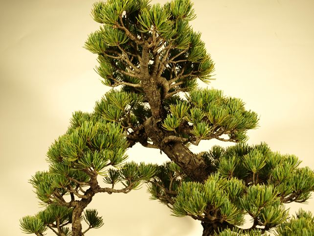 五葉松盆栽 双幹 枝周り