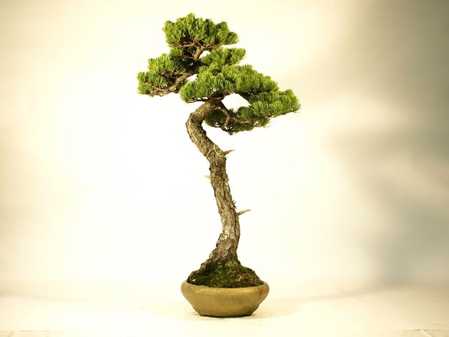 五葉松盆栽 文人 右面