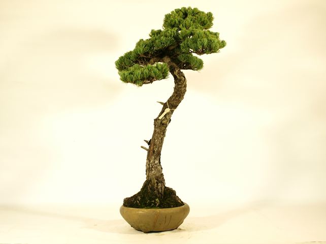 五葉松盆栽 文人 左面