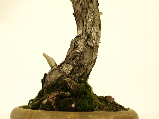 五葉松盆栽 文人 根元拡大