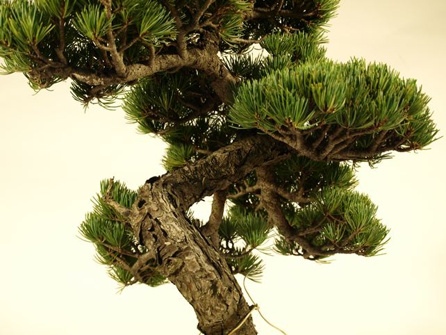 五葉松盆栽 文人 枝周り