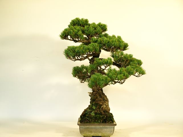 五葉松盆栽 文人 右面