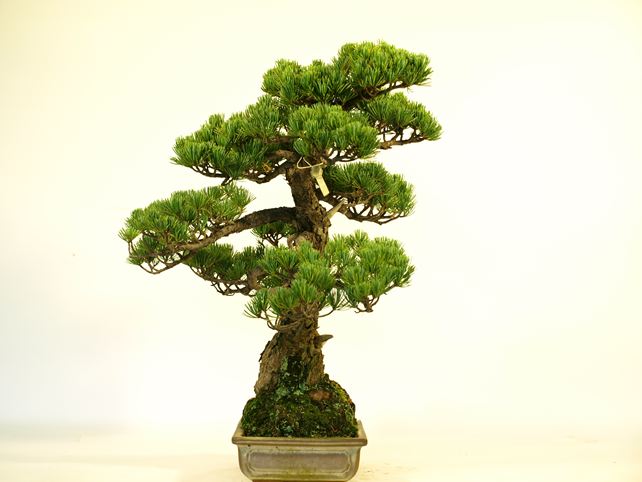 五葉松盆栽 文人 左面