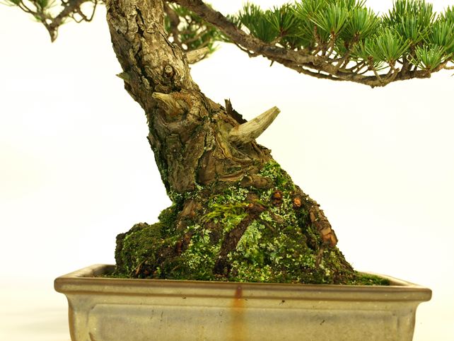 五葉松盆栽 文人 根元拡大