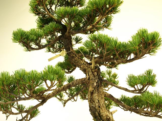 五葉松盆栽 文人 枝周り