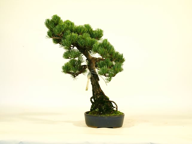 五葉松盆栽 文人 右面