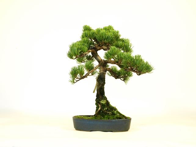 五葉松盆栽 文人 背面