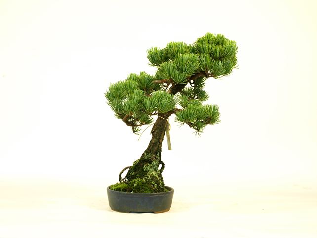 五葉松盆栽 文人 左面
