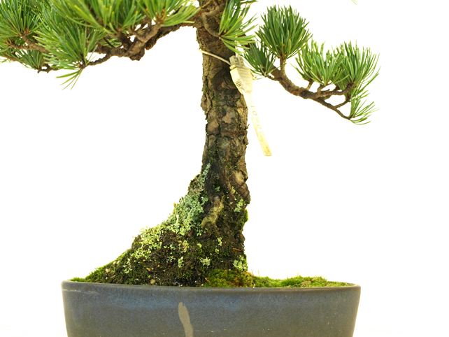 五葉松盆栽 文人 根元拡大