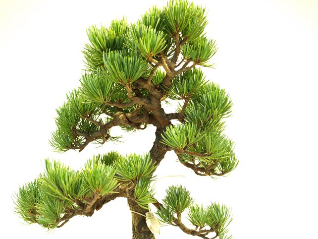 五葉松盆栽 文人 枝周り