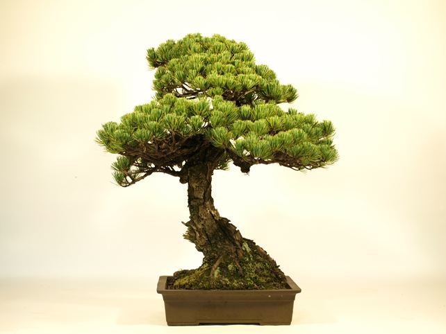 五葉松盆栽 模様木 背面