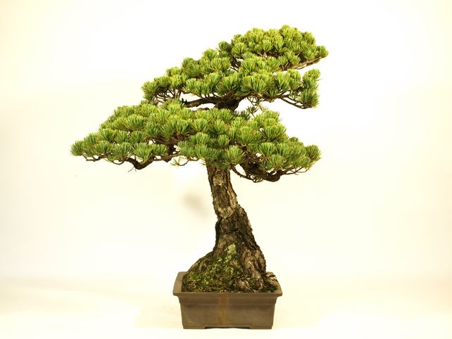 五葉松盆栽 模様木 左面