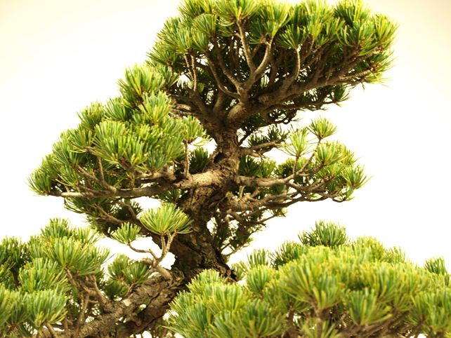 五葉松盆栽 模様木 枝周り