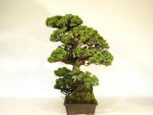 五葉松盆栽 その他 右面